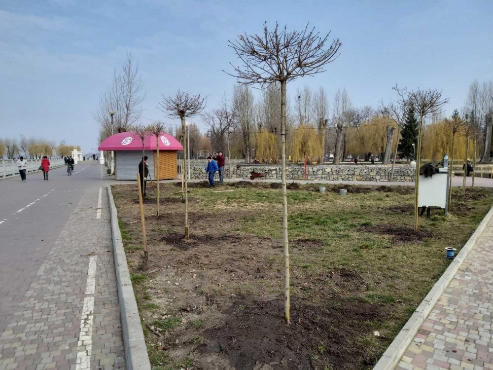 Висадження дерев парк Шевченка 2020 молоді