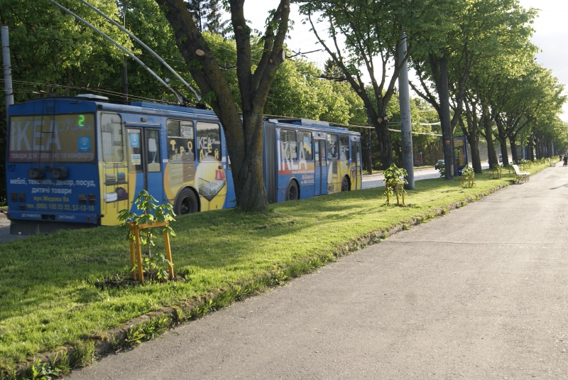 У Тернополі зацвіли каштани «Бріотті»