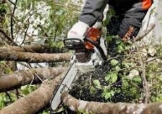 На вул. Листопадовій проводять видалення аварійних зелених насаджень
