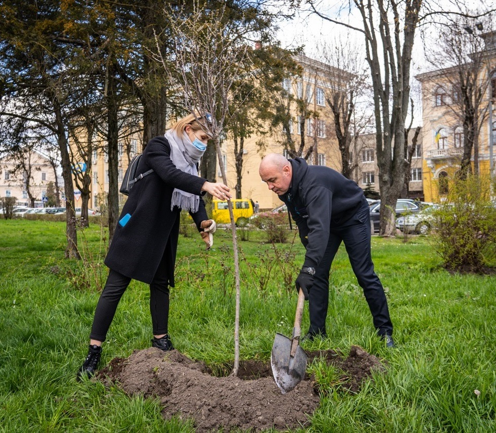 У центрі Тернополя біля пам'ятника Данилові Галицькому висадили сакури