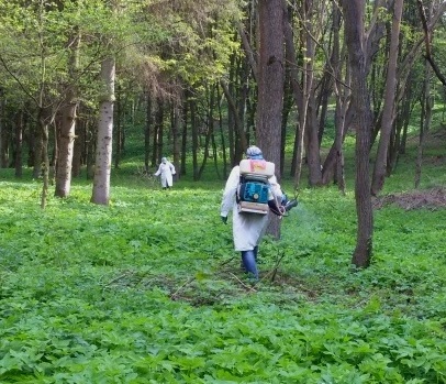 На території тернопільських дитячих садочків проводяться заходи зі знищення іксодових кліщів
