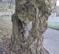 У парку Тараса Шевченка видалять аварійну вербу