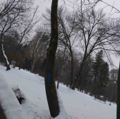 У парку «Сопільче» видалять аварійне дерево