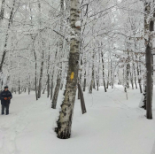 У парку Національного відродження видалять чотири аварійні берези