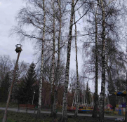 У парку Сопільче видалять дві аварійні берези