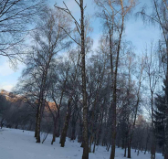 У парку «Сопільче» видалять аварійну березу