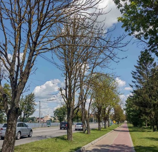У Тернополі частину сухостійних дерев видалять на території ландшафтного парку «Загребелля»