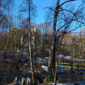 Дві аварійні берези видалять у парку «Сопільче» в Тернополі