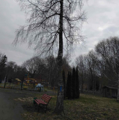 У парку «Сопільче» видалять аварійну березу