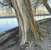 У тернопільських парках видалять аварійні дерева