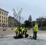 У Тернополі на вулиці Михайла Грушевського висадили 28 катальп