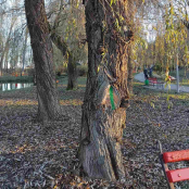 У парку «Сопільче» проведуть видалення двох аварійних дерев