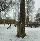 У парках Тернополя видалять аварійні дерева