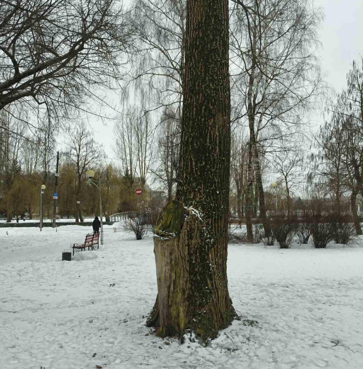 У парках Тернополя видалять аварійні дерева