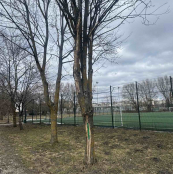 У парку «Сопільче» видалять аварійний граб