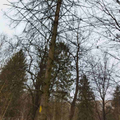 У парку Національного відродження видалять чотири аварійні ялини