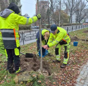 У Тернополі на вулиці Максима Кривоноса висадили 21 клен