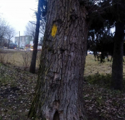 У парку Національного відродження видалять аварійні тополі та берези