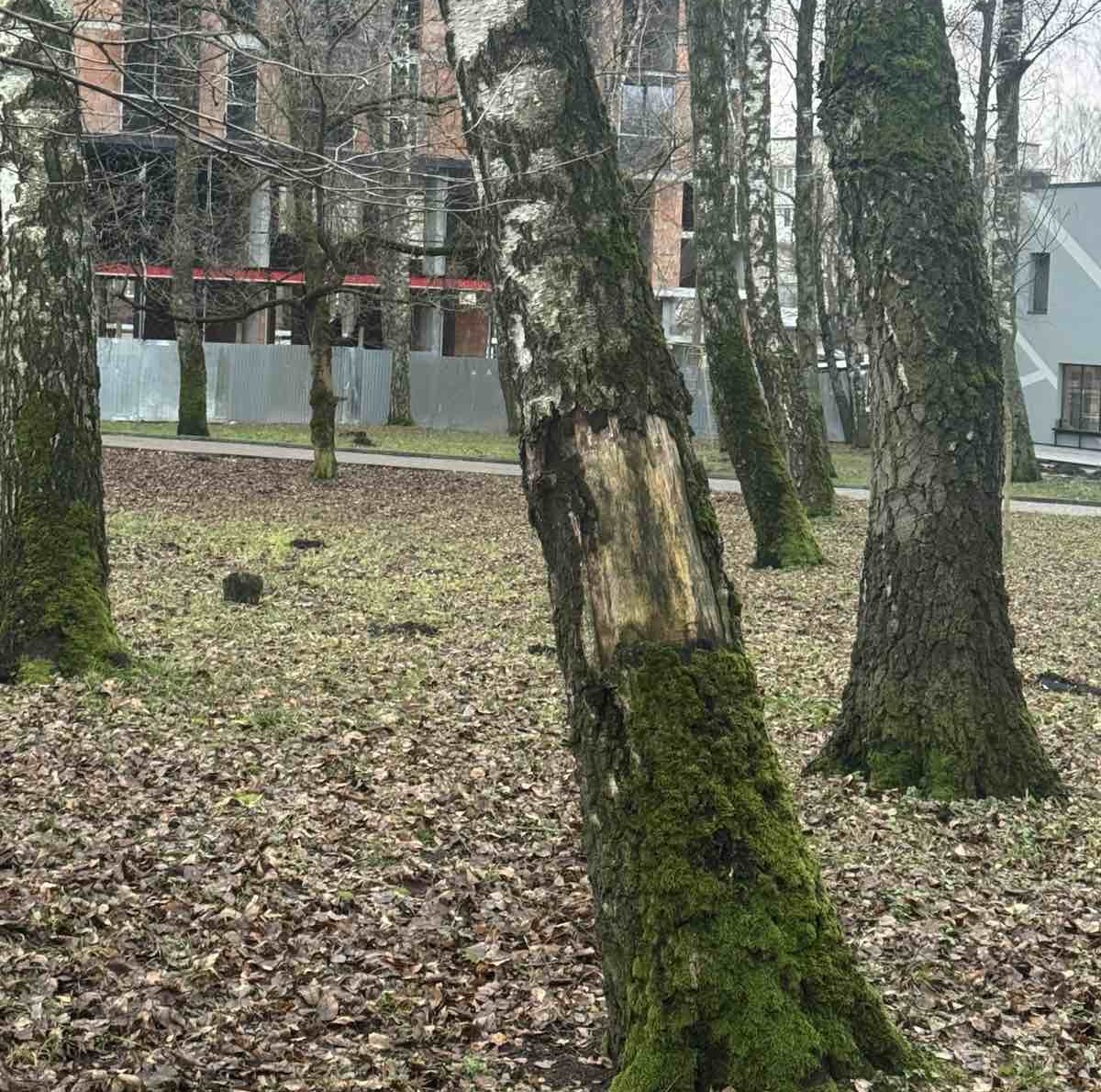 У парку Здоров’я видалять аварійні дерева