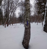 У парку «Сопільче» видалять аварійну березу