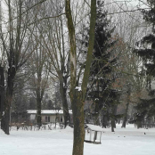 У парках Тернополя видалять аварійні дерева