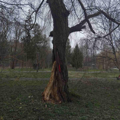У парку Сопільче видаляють дві аварійні верби