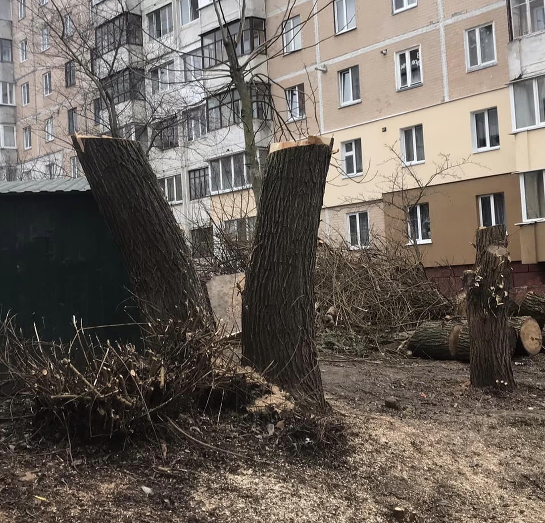 Неналежну санітарну підрізку дерев на бульв. Дмитра Вишневецького перевірять фахівці Державної екологічної інспекції