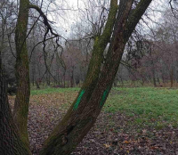 У парку «Сопільче» видалять декілька аварійних верб