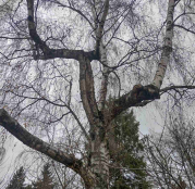 У парку Здоров’я видалять аварійну березу