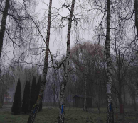 У парку «Сопільче» видалять три аварійні дерева