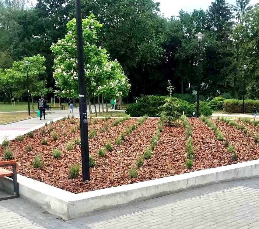 У тернопільських парках триває висадження нових квітників у патріотичному стилі