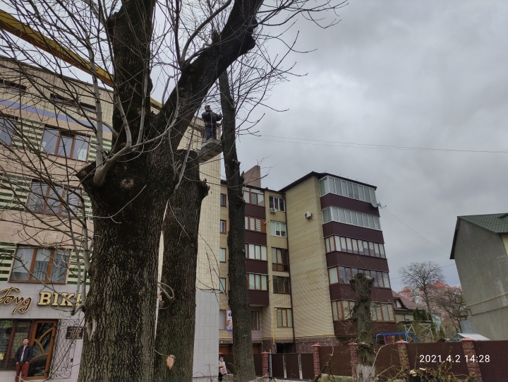 Муніципальна інспекція притягнула до відповідальності осіб, які проводили зрізання дерев на просп. Степана Бандери