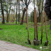 У парках Тернополя висадять 100 дерев у межах двомісячника благоустрою