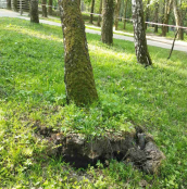 В парку Національного відродження видалять три аварійні берези