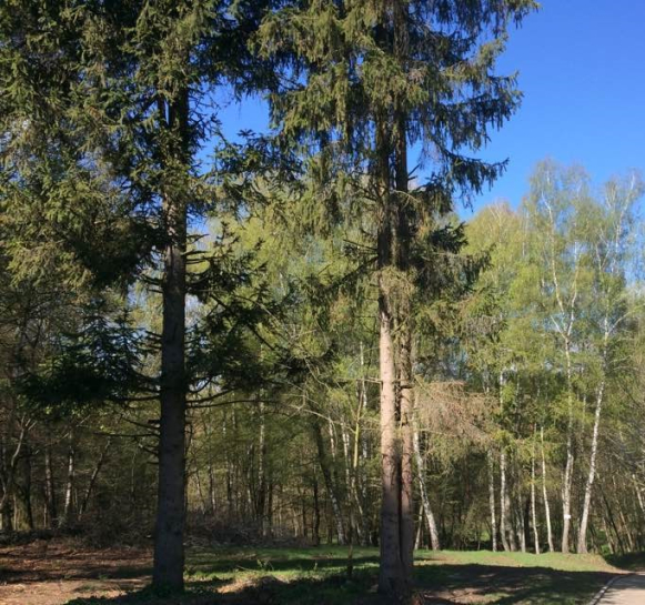 У тернопільському парку Загребелля заборонено проїзд автомобільного транспорту та іншої мототехніки