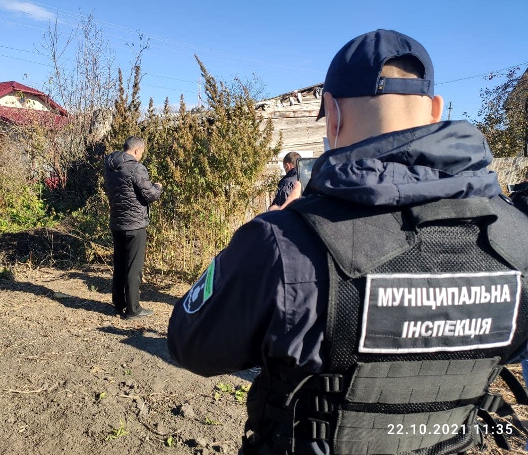 Працівники муніципальної інспекції виявили на території Тернопільської громади незаконний посів нарковмісних рослин