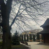 У Тернополі в Старому парку проводитимуть санітарну та формувальну підрізку дерев