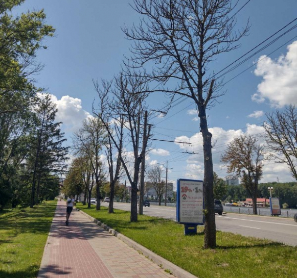 У Тернополі тривають роботи з видалення сухостійних дерев