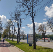 З 5 липня у Тернополі на деяких вулицях проведуть видалення сухостійних дерев породи каштан