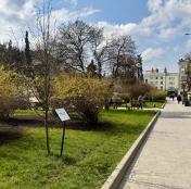 До 5 квітня тернополяни ще можуть долучитися до акції «Підтримуй ЗСУ - посади іменне дерево»