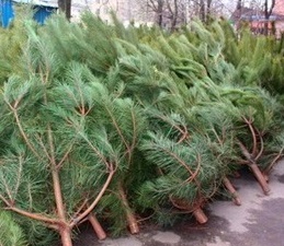 Жителі Тернопільської громади можуть залишати використані новорічні ялинки біля сміттєвих контейнерів