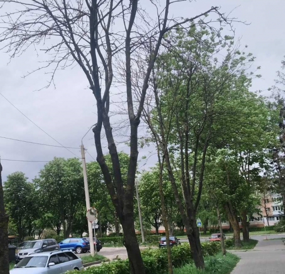 13 вересня на трьох вулицях Тернополя проведуть видалення сухостійних дерев