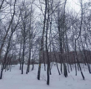 У парку Національного відродження видалять шість аварійних берез