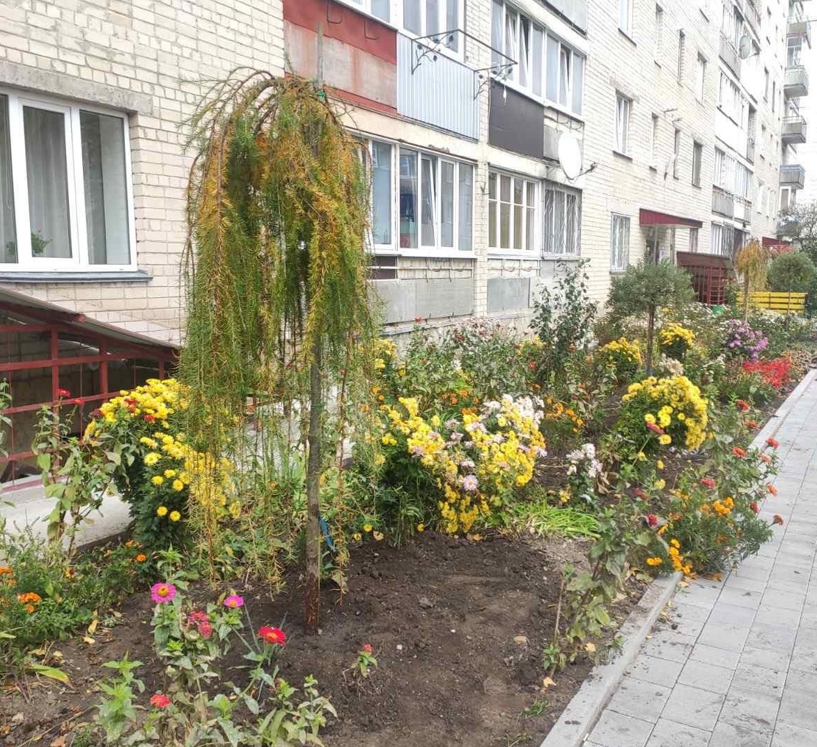 У Тернополі на трьох прибудинкових територіях висадили 25 саджанців сакури, яблунь, платанів, модрин та верби