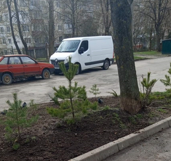 У Тернополі продовжують впорядковувати зелені зони та висаджувати нові дерева й кущі