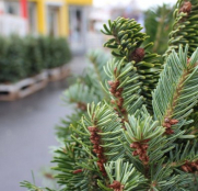 У Тернополі з 4 грудня розпочинається продаж новорічних ялинок