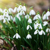 У Тернопільській громаді діє заборона на торгівлю рослинами, занесеними до Червоної книги України