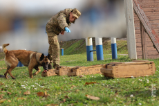 У Тернополі тривають систематичні заняття з підготовки службових собак